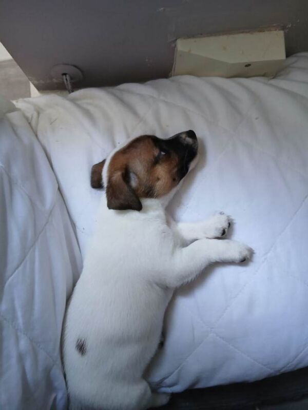 Jack Russell puppies - Image 4 of 4