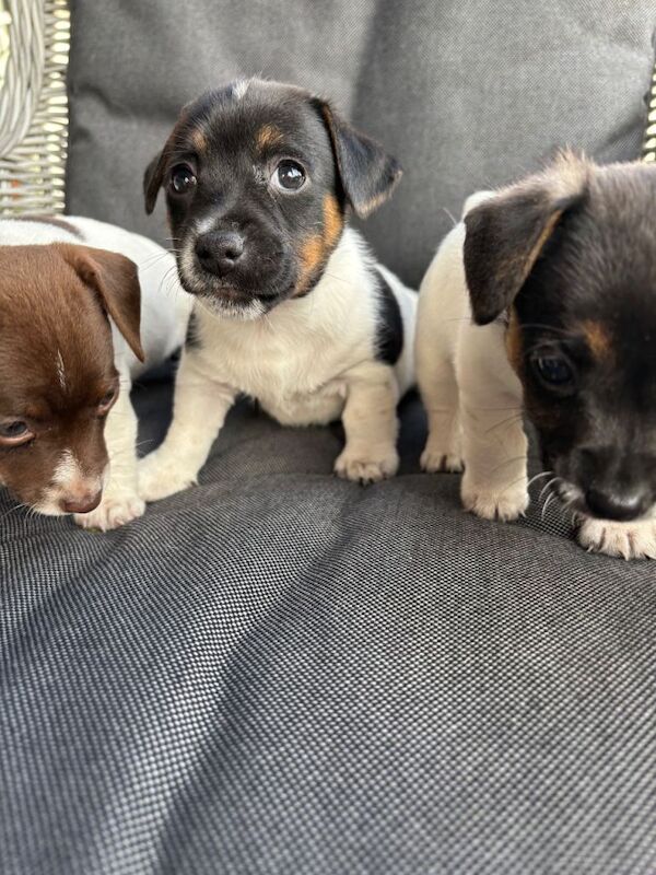 Jack Russell puppies - Image 2 of 3