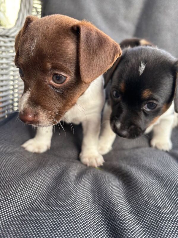 Jack Russell puppies - Image 3 of 3