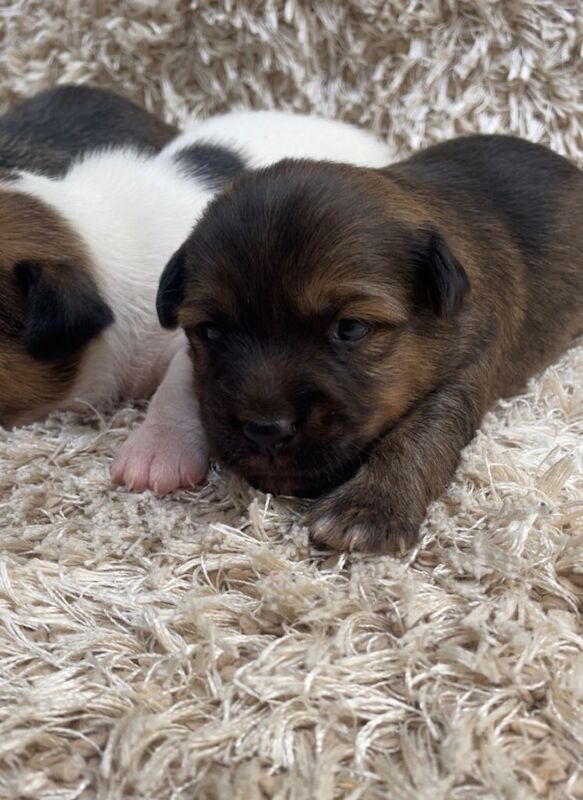 Jack Russell puppies