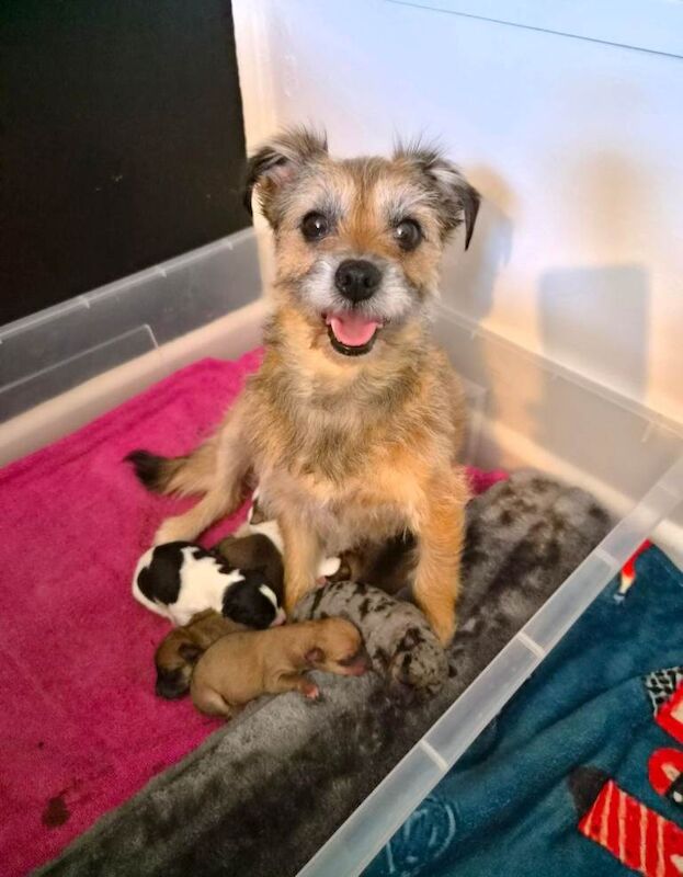 Jack russell puppies