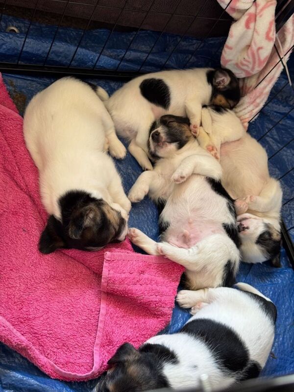 Jack Russell Puppies For Sale