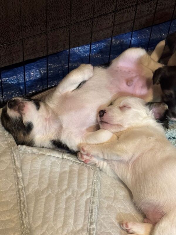Jack Russell Puppies - Image 2 of 6