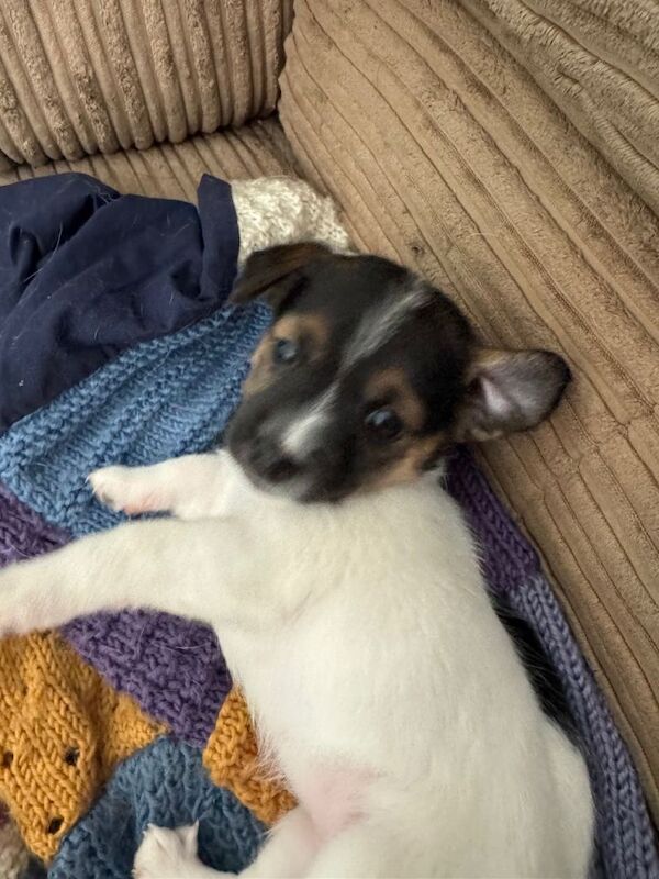 Jack Russell Puppies - Image 3 of 6