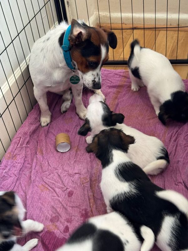 Jack Russell Puppies - Image 4 of 6