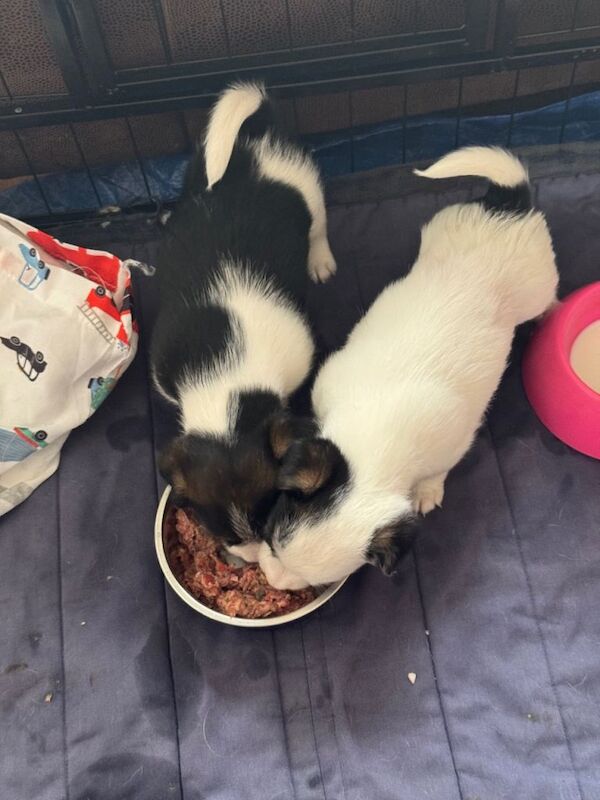 Jack Russell Puppies - Image 5 of 6