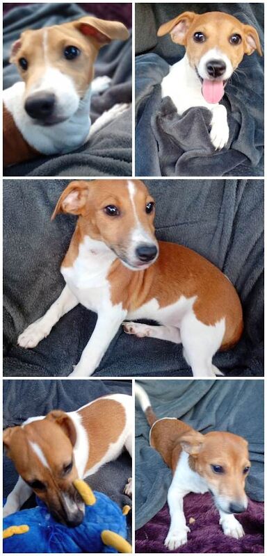 Jack Russell Puppies