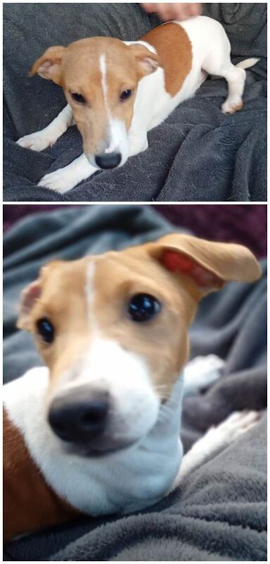 Jack Russell Puppies - Image 2 of 4