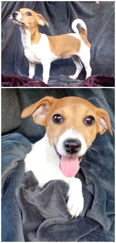 Jack Russell Puppies - Image 3 of 4