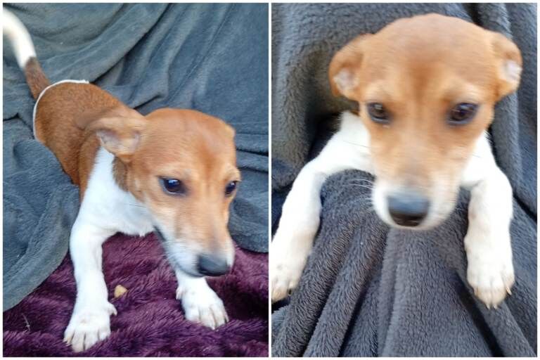 Jack Russell Puppies - Image 4 of 4