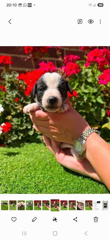 Jack Russell puppies