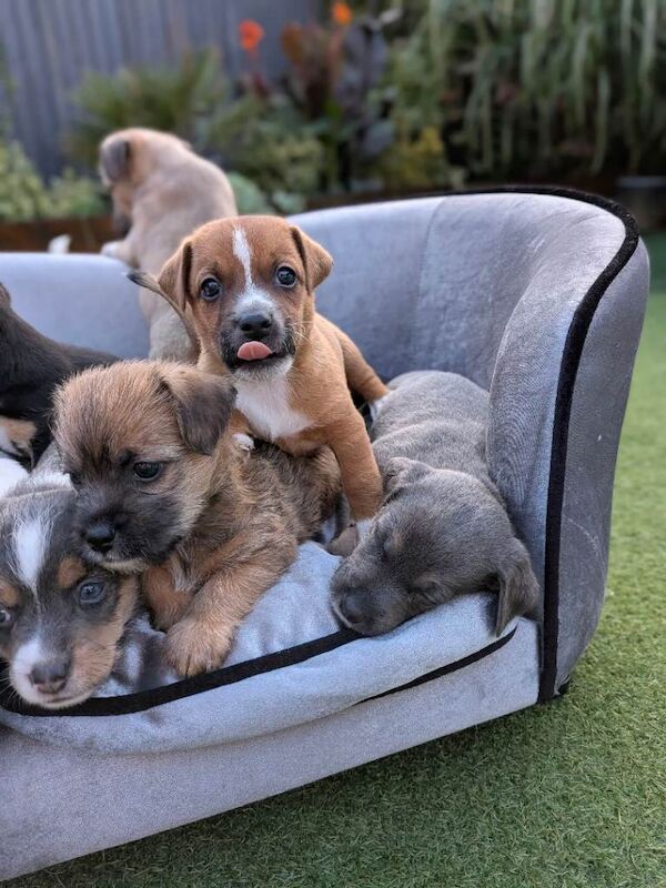 Jack Russell puppies