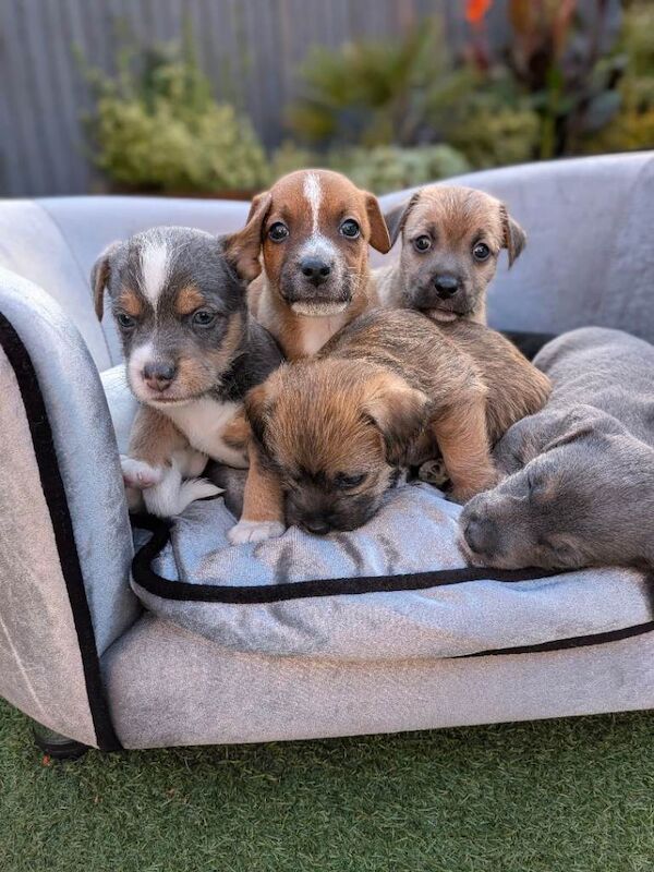 Jack Russell puppies - Image 2 of 5