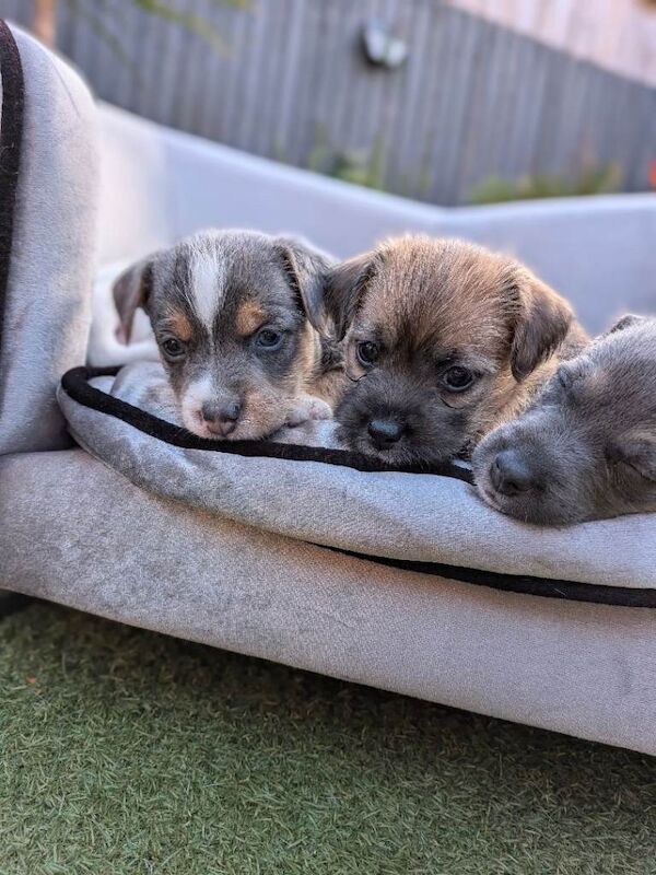 Jack Russell puppies - Image 3 of 5