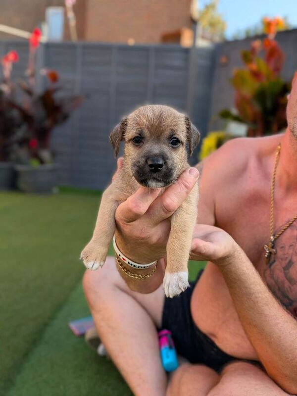 Jack Russell puppies - Image 4 of 5
