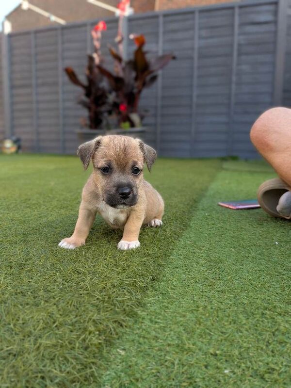Jack Russell puppies - Image 5 of 5
