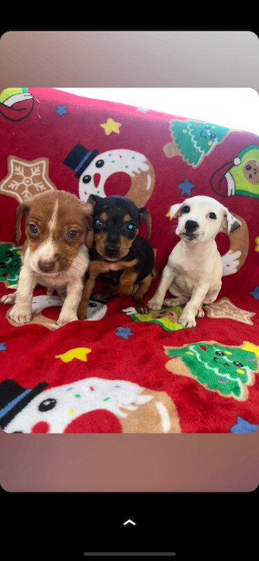 Jack Russell puppies - Image 2 of 3