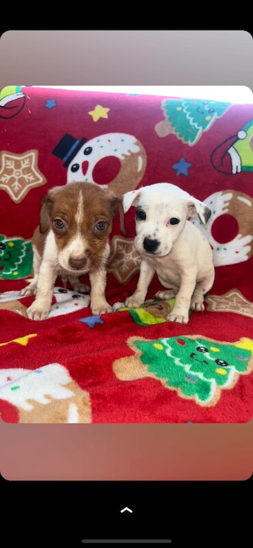Jack Russell puppies - Image 3 of 3