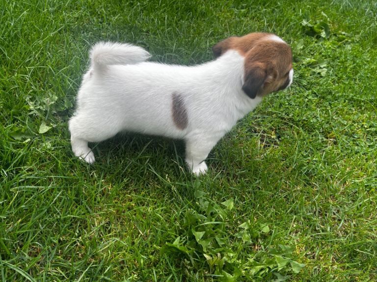Jack Russell Puppies