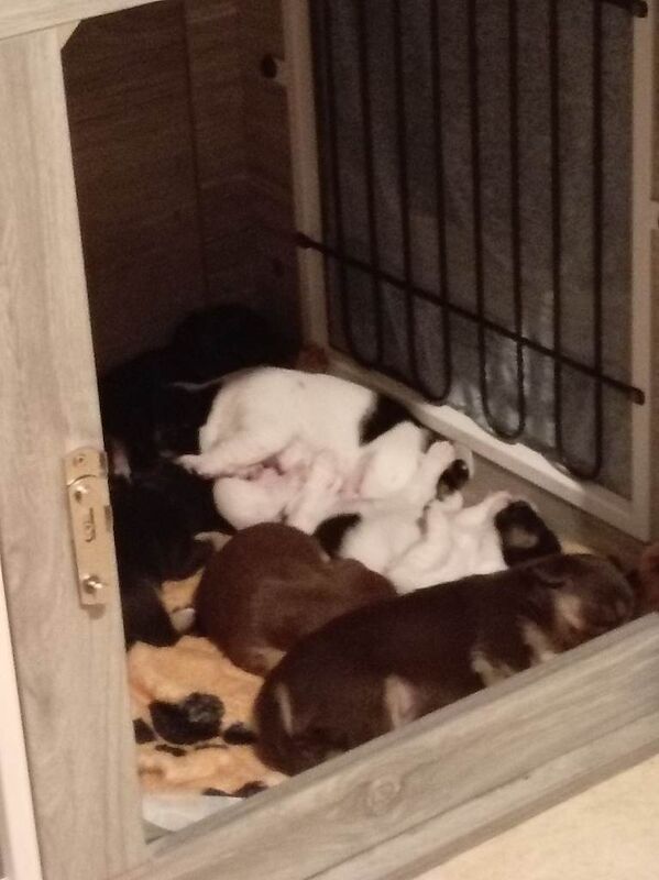 Jack Russell puppies