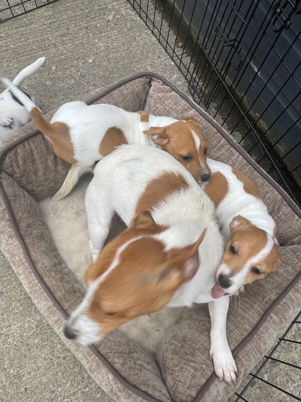 Jack Russell puppies