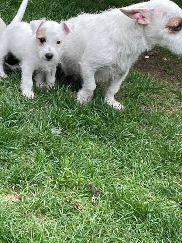 Jack Russell puppies