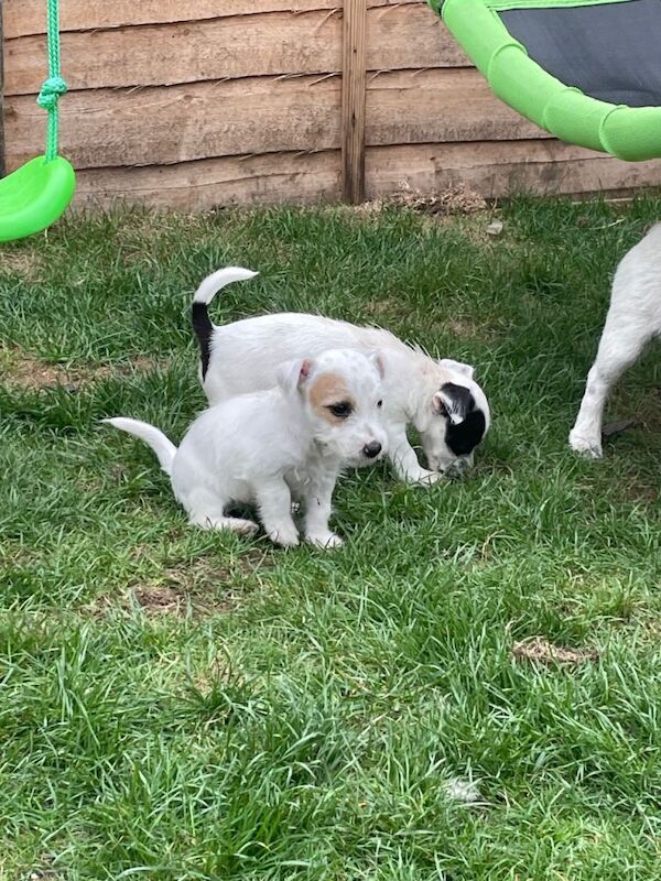 Jack Russell puppies - Image 2 of 5