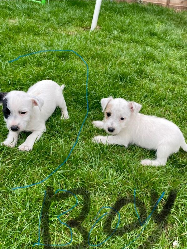 Jack Russell puppies - Image 3 of 5