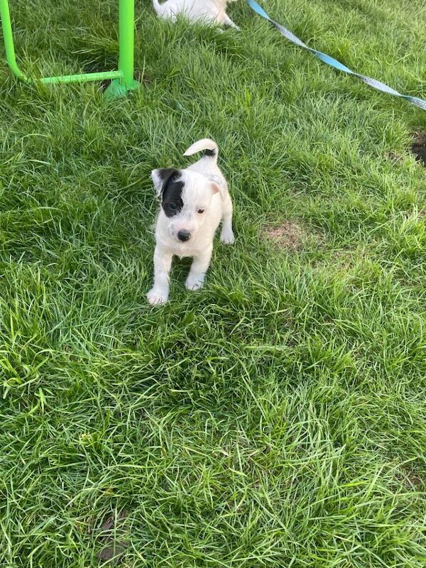Jack Russell puppies - Image 4 of 5
