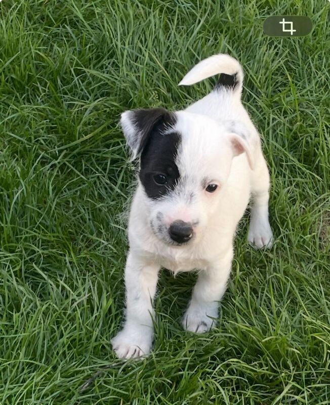 Jack Russell puppies - Image 5 of 5