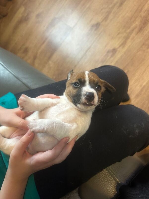 Jack Russell puppies