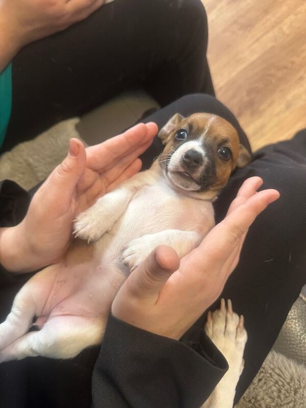 Jack Russell puppies - Image 2 of 5
