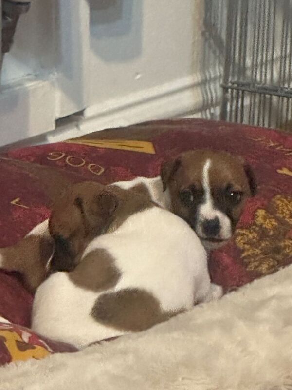 Jack Russell puppies - Image 3 of 5