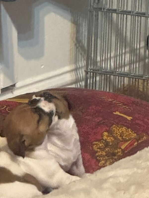 Jack Russell puppies - Image 4 of 5