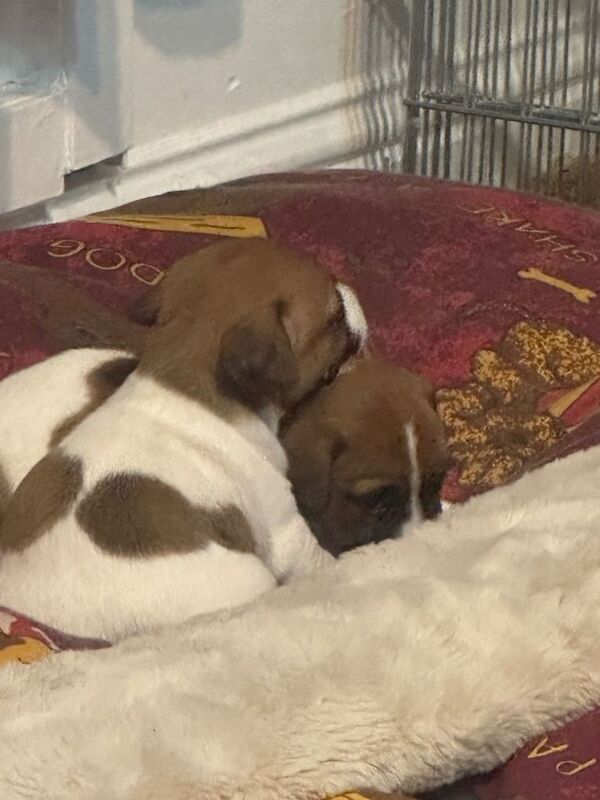 Jack Russell puppies - Image 5 of 5