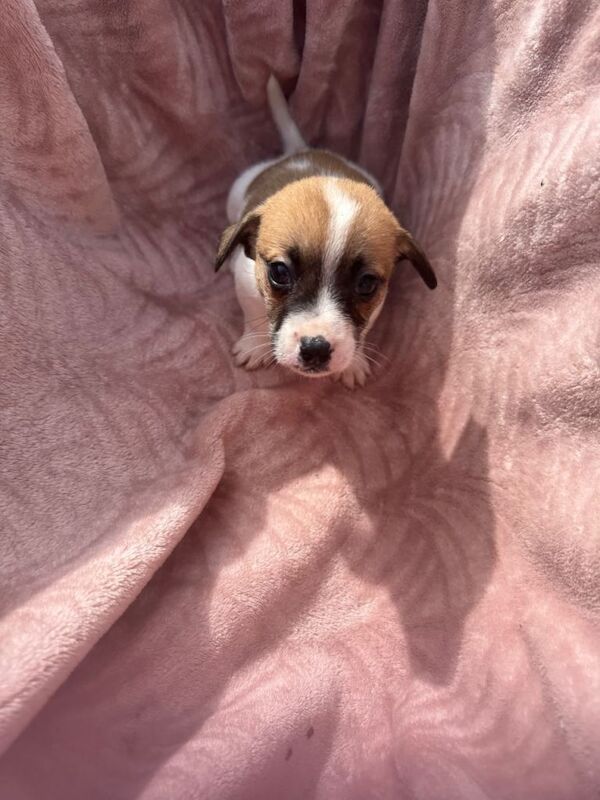 Jack Russell puppies