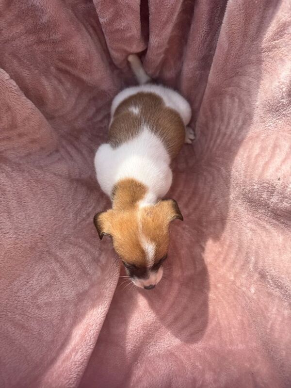 Jack Russell puppies - Image 2 of 5