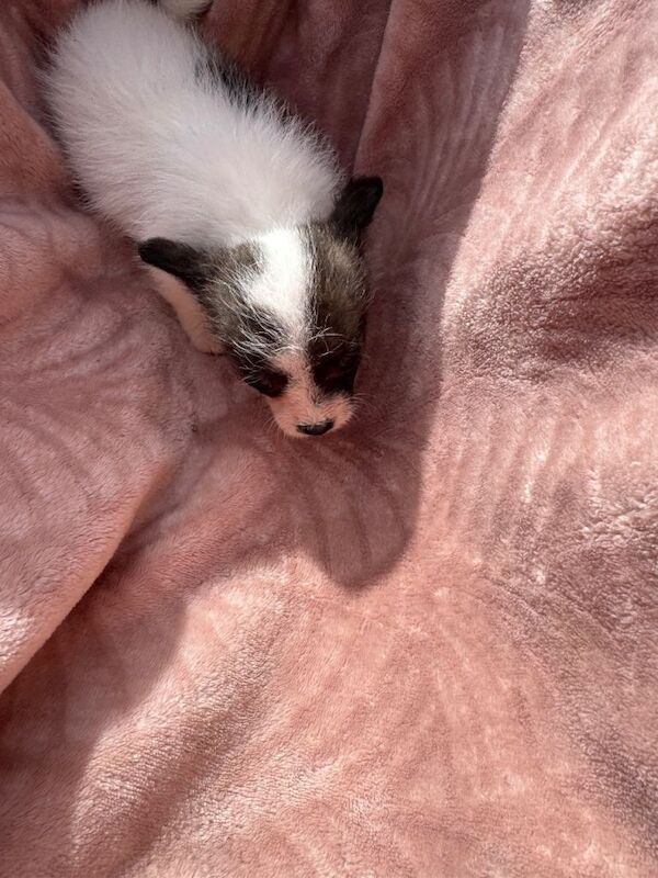 Jack Russell puppies - Image 3 of 5