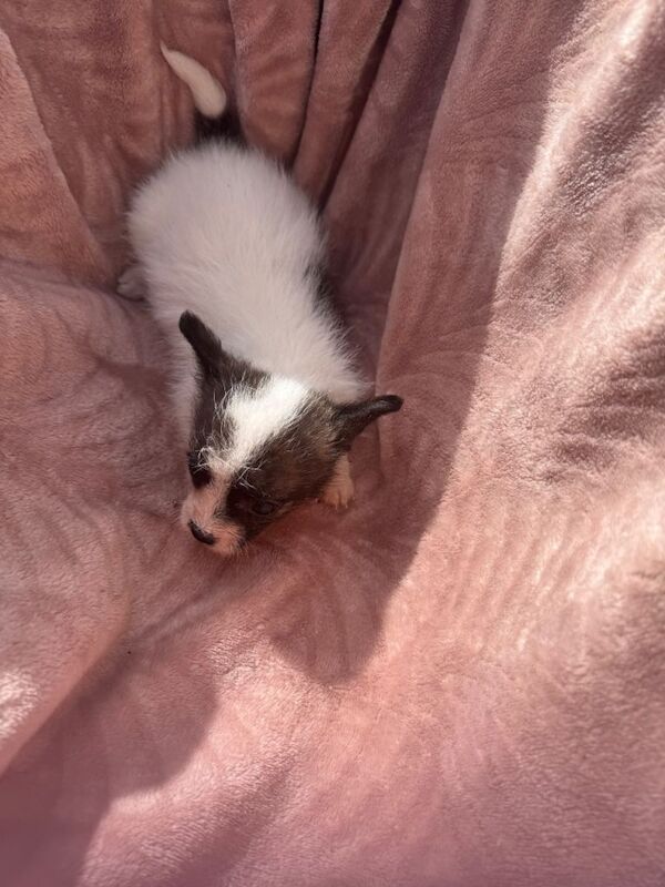 Jack Russell puppies - Image 4 of 5