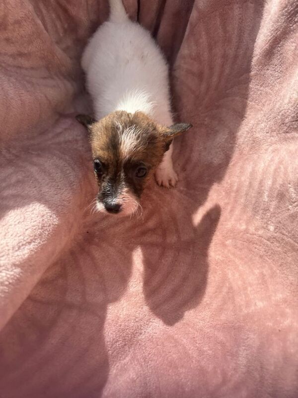 Jack Russell puppies - Image 5 of 5