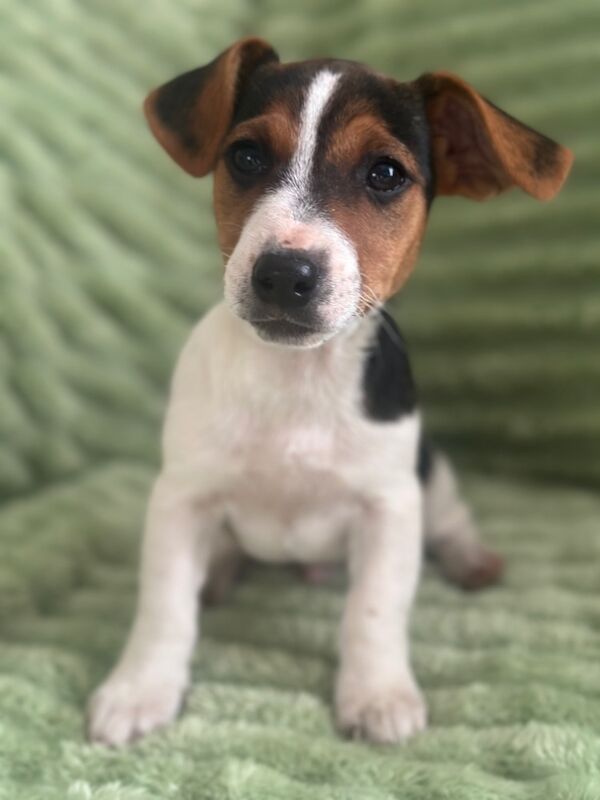 Jack Russell Puppies for sale in Bristol