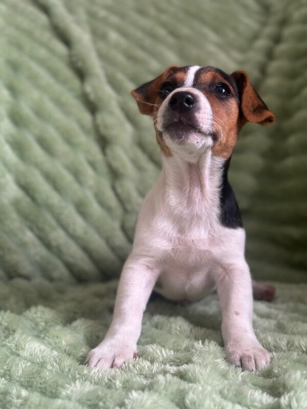 Jack Russell Puppies for sale in Bristol | Image 2
