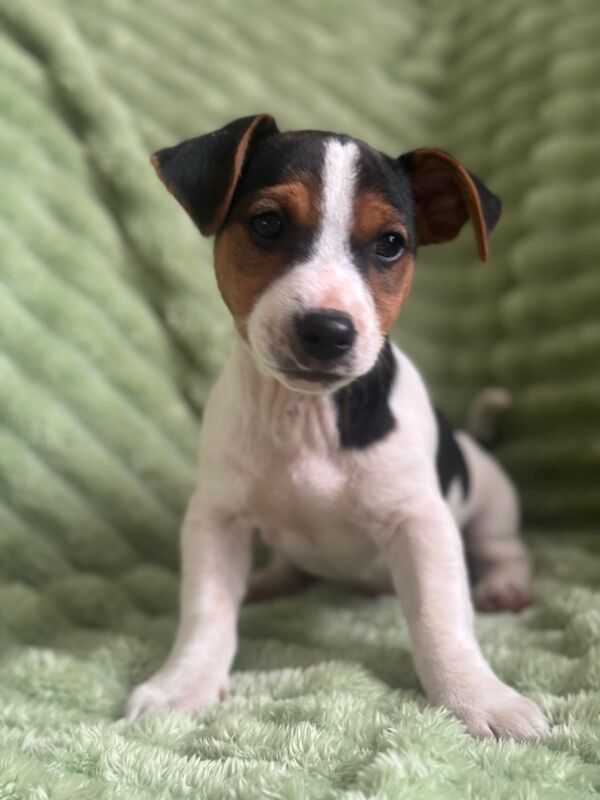 Jack Russell Puppies for sale in Bristol | Image 3