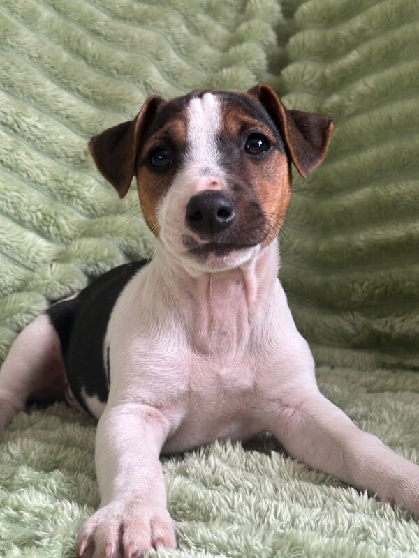 Jack Russell Puppies for sale in Bristol | Image 4