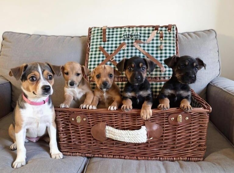 Jack Russell puppies for sale in Denton, Greater Manchester – 10 weeks old