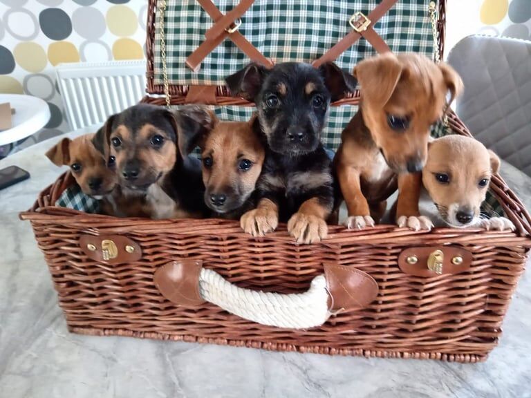 Jack Russell puppies for sale in Denton, Greater Manchester – 10 weeks old - Image 2 of 3