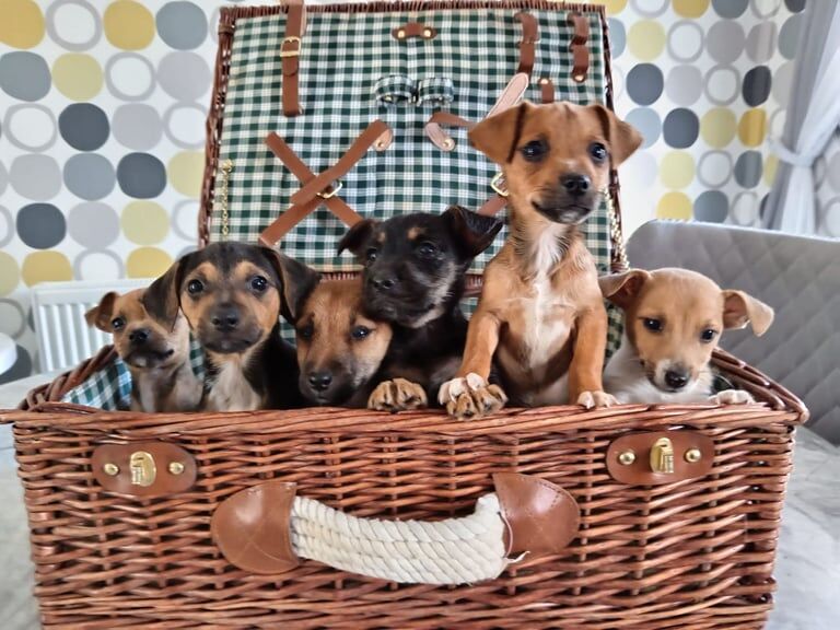 Jack Russell puppies for sale in Denton, Greater Manchester – 10 weeks old - Image 3 of 3