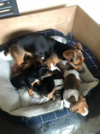 Jack Russell Puppies. Big strong farm bred pups. for sale in Northallerton, North Yorkshire - Image 1