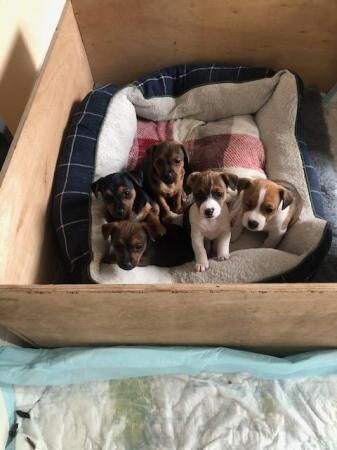 Jack Russell Puppies. Big strong farm bred pups. for sale in Northallerton, North Yorkshire - Image 2
