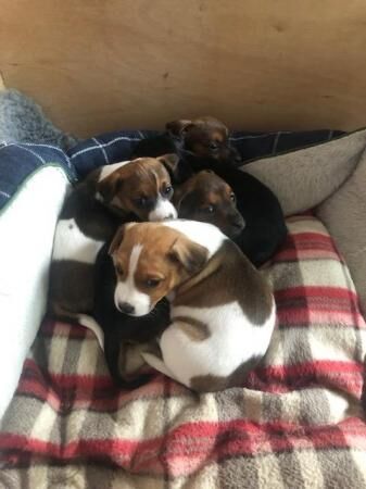 Jack Russell Puppies. Big strong farm bred pups. for sale in Northallerton, North Yorkshire - Image 3